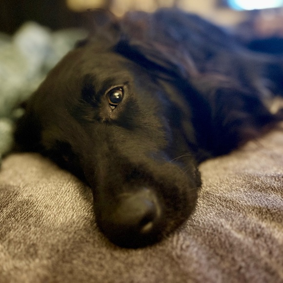 Meet your Posher, Harrison - Picture 10 of 16